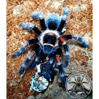 Brachypelma auratum /Mexican flame knee 2fh  (1-2cm)